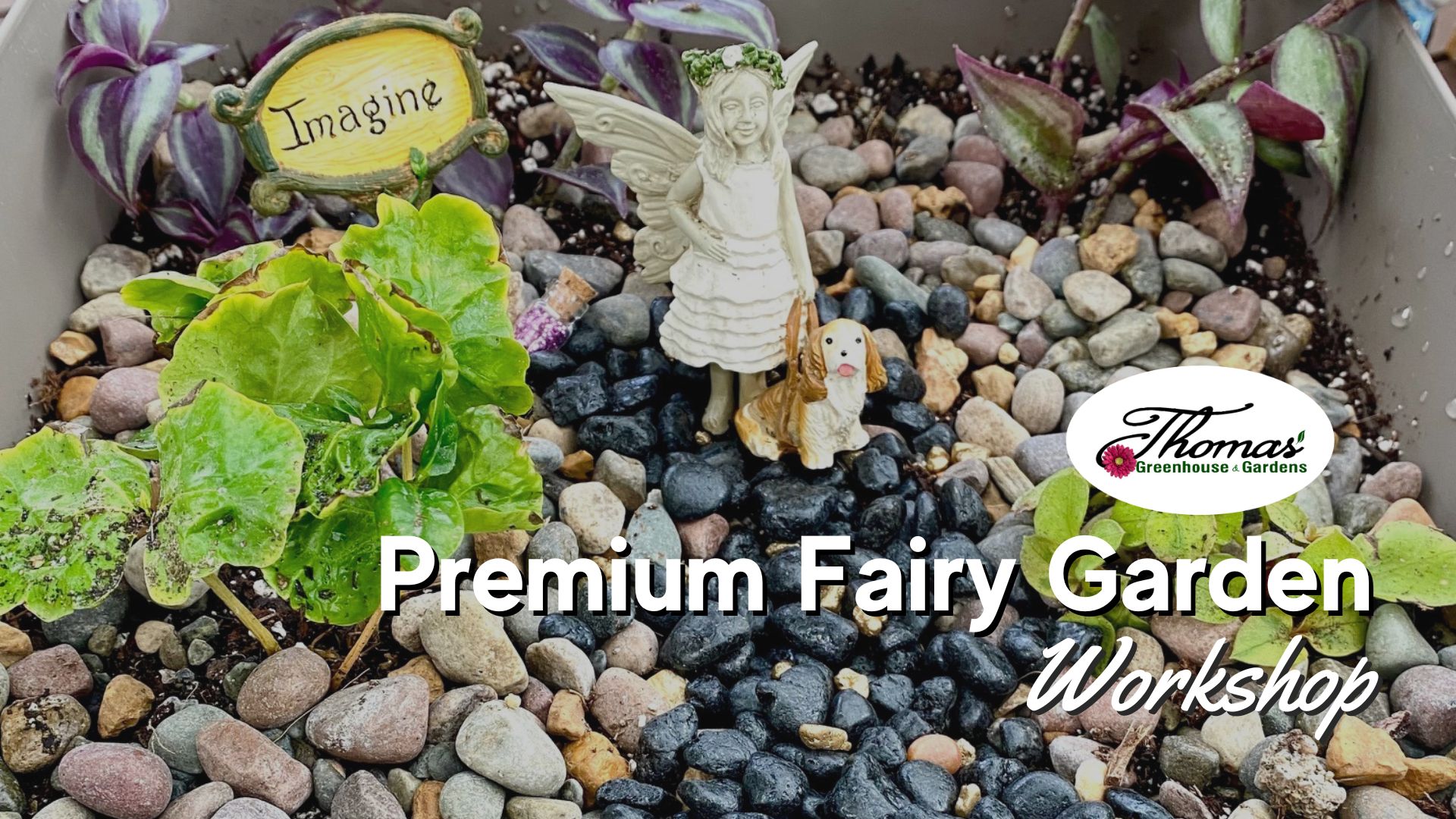 A close-up photograph of a miniature fairy garden inside a square planter. The garden features small green plants, including variegated purple and green foliage and leafy greenery. The soil is covered with decorative pebbles in shades of black, brown, tan, and gray. A small fairy figurine with wings, wearing a white dress and a floral headband, stands next to a tiny golden retriever figurine carrying a basket in its mouth. A miniature sign reading "Imagine" is placed among the plants. The Thomas Greenhouse & Gardens logo is in the bottom right corner, and large white text across the image reads "Premium Fairy Garden Workshop."